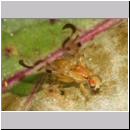 Acidia cognata - Bohrfliege 02b.jpg